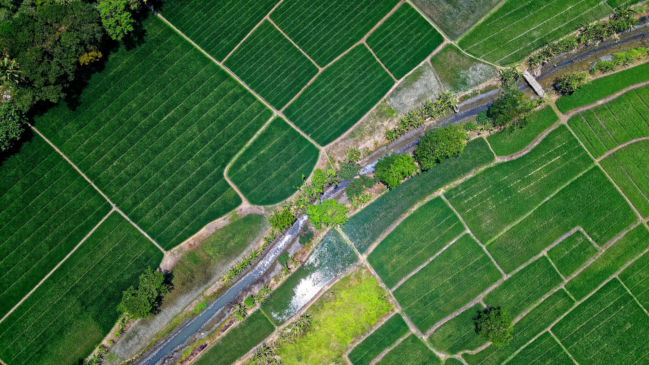 Free Land